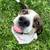 1.5 year old Mini aussie Border Collie Mix 1 thumbnail