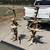 Antler Chandeliers and Lighting 2 thumbnail