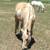 Horse Boarding - Full Care - 20% Labor Day Sale!! 3 thumbnail
