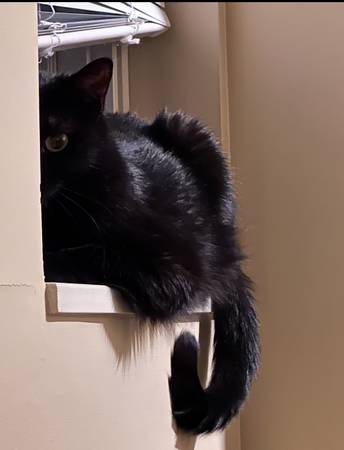 De gratis a un hogar amoroso: Misty la gata (Mentor, OH) (Mentor)63686604989569123
