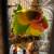 Rehoming Love Birds 7 thumbnail