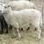 Katahadin/Icelandic ewes 2 thumbnail
