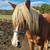 Haflinger Belgian cross mare 2 thumbnail