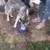 Full blooded Alaskan huskys 9 thumbnail