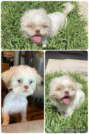 Shih tzu female 1