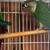 conures 3 thumbnail