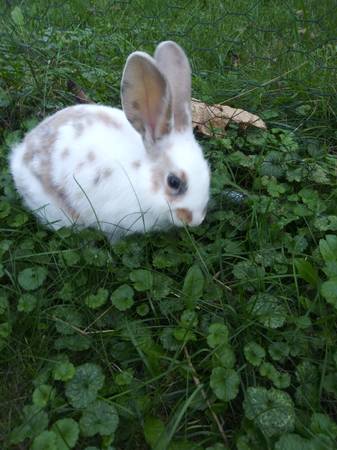 Bunny rabbit 11 weeks (Andover)63906250473474122