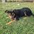 Loving dog looking for new home 2 thumbnail
