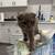 Scottish Fold cat 4 thumbnail