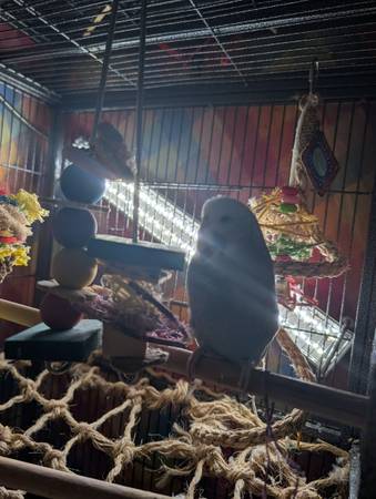 Rehoming Parakeets 1
