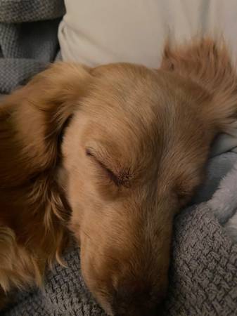 Found lost dog at Cullman Animal now 1