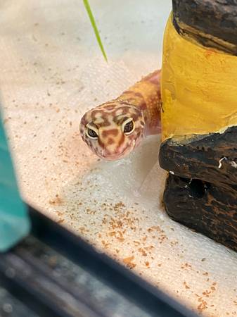 Leopard Gecko (Twin Lake)63910107001090120