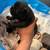French bulldog puppies 4 thumbnail