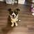 1.5yr old Baxter looking for forever home 4 thumbnail