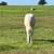 2025 Solid Paint Smokey Cream Filly 4 thumbnail