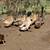 3 male Golden 300 ducks 1 thumbnail