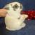 EXTRAORDINARY NETHERLAND DWARF AND HOLLAND LOP 17 thumbnail