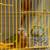 Green check  conure red factor(macaw, cockatoo, eclectus ,african gray 11 thumbnail