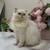 British shorthair and longhair Kitten for sales 18 thumbnail