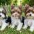 Yorkie biewer 1 thumbnail