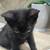 Black beutiful kittie 3 thumbnail