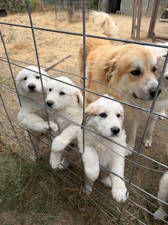 Great Pyrenees/Anatolian Shepherd Puppies (coastside/pescadero)