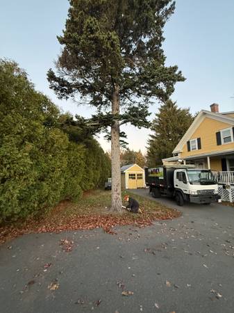 Tree Removal & Clean Up – Call/Text 857-346-6817 1