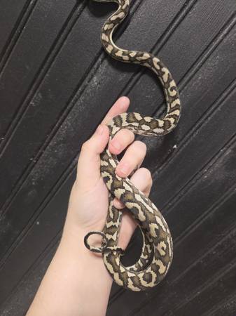Coastal Carpet Python 1