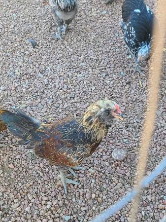 Rooster 1