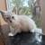 Kittens 2 thumbnail