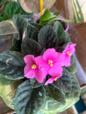 African violets 1