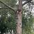 Oak Tree Wood 3 thumbnail