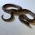 #1 California Kingsnake Adult Female 3 thumbnail