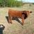RED ANGUS BULL CALF 1 thumbnail