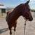 Horse stud 1 thumbnail