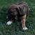 German Shepherd / Mutt 1 thumbnail