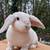 Mini Plus Lop Rabbit 2 thumbnail