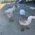 African Brown geese 4 thumbnail