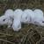 English Lop Bunnies 3 thumbnail