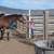 4 yr old gelding 12 thumbnail