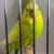 Parakeet 1 thumbnail