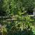 Small trees 1 thumbnail