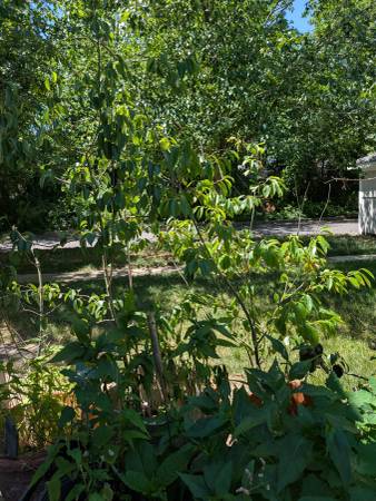 Small trees 1