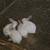 Great Rabbits 7 thumbnail
