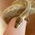 Ball python 1 thumbnail
