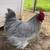 Beautiful Mottled Lavender English Orpington Rooster - 5 months old 2 thumbnail