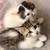 Kittens / cats 2 thumbnail