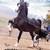 Horse 2y Reg 1/2 arab by Multi-National Champion Dutch Harness Horse 3 thumbnail