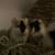 Guinea pigs 1 thumbnail