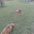 German Shepherd/Pyrenees puppies looking for a forever home 4 thumbnail